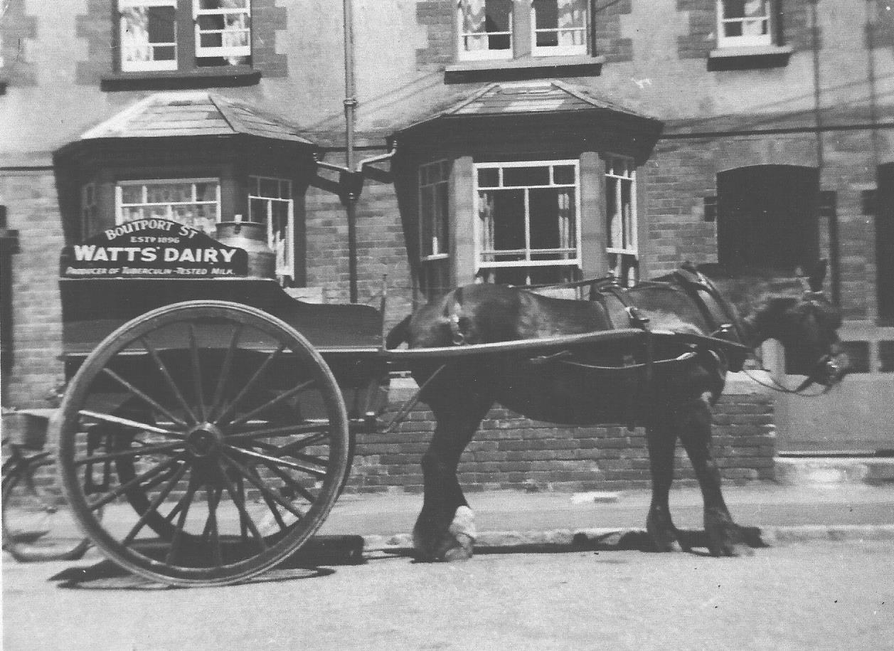 Captain the Milk Horse delivering Milk in Yeo Vale Barnstaple, c.1950